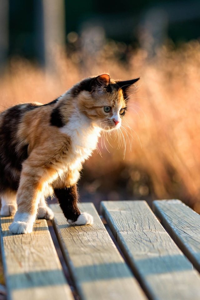 Обои мордочка, кошка, взгляд, котенок, скамейка, ушки, трехцветная, muzzle, cat, look, kitty, bench, ears, tri-color разрешение 1920x1407 Загрузить