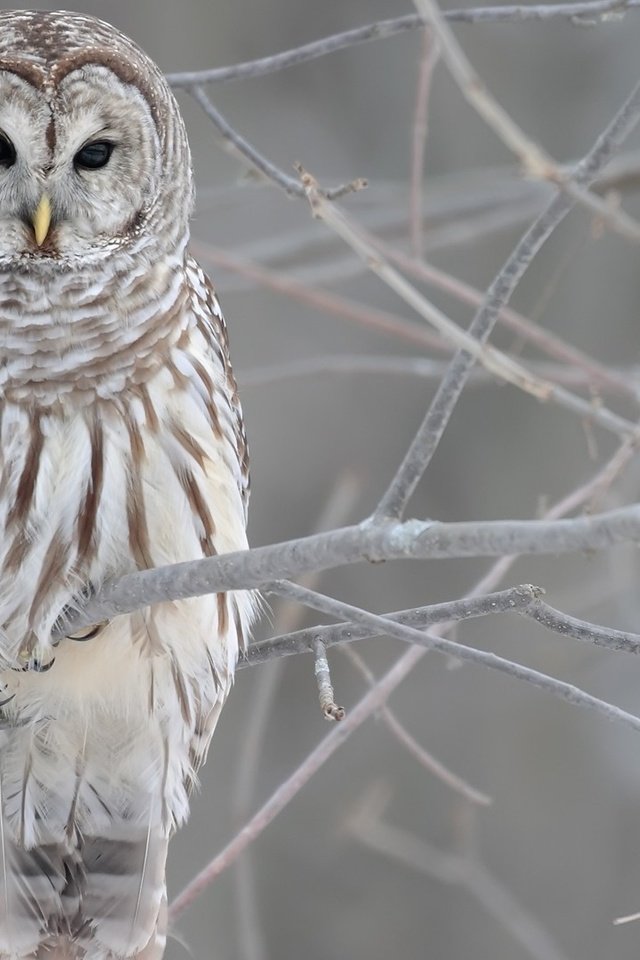 Обои сова, ветки, птица, клюв, перья, неясыть, owl, branches, bird, beak, feathers разрешение 1920x1080 Загрузить