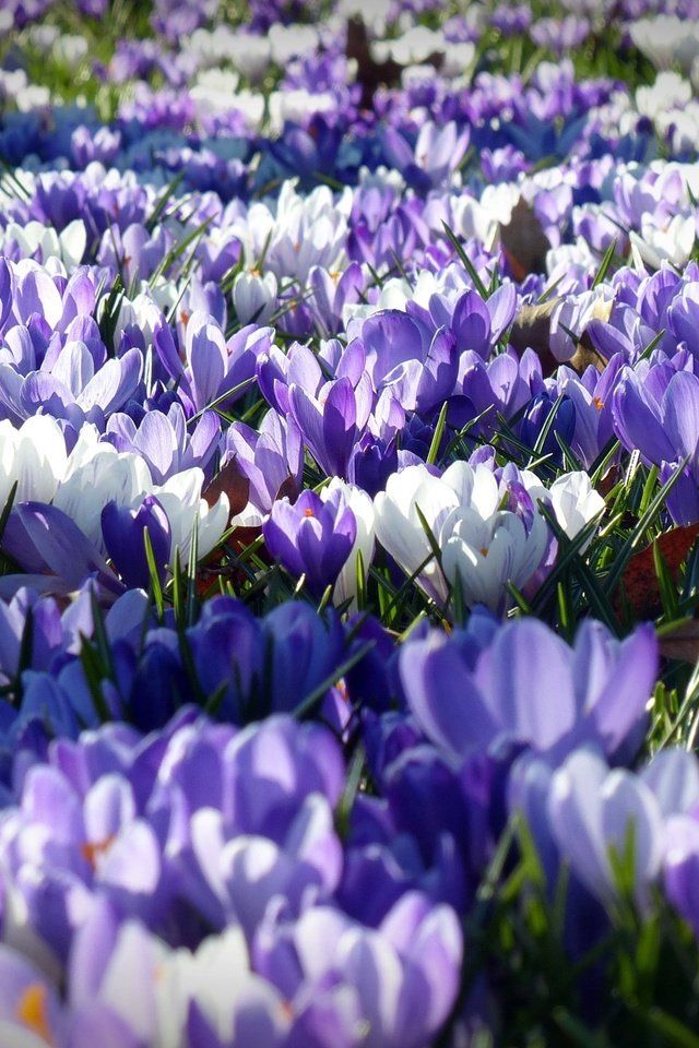 Обои цветы, лепестки, весна, белые, фиолетовые, крокусы, flowers, petals, spring, white, purple, crocuses разрешение 4000x2250 Загрузить