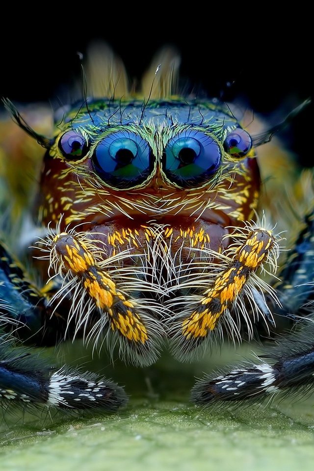 Обои глаза, макро, паук, лапки, паук-скакунчик, джампер, скакунчик, прыгающий паук, eyes, macro, spider, legs, spider-skakuny, jumper, sakunik, jumping spider разрешение 1920x1200 Загрузить