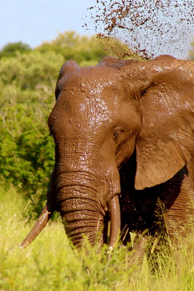 Обои трава, природа, зелень, слон, уши, бивни, grass, nature, greens, elephant, ears, tusks разрешение 5424x3720 Загрузить