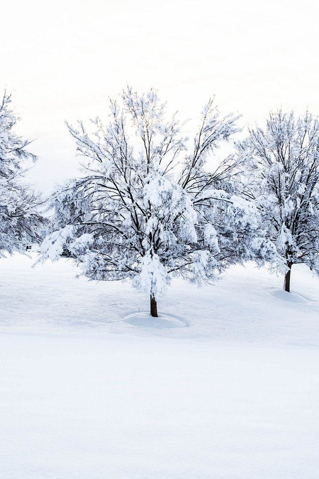 Обои деревья, снег, природа, зима, пейзаж, дом, trees, snow, nature, winter, landscape, house разрешение 1920x1080 Загрузить