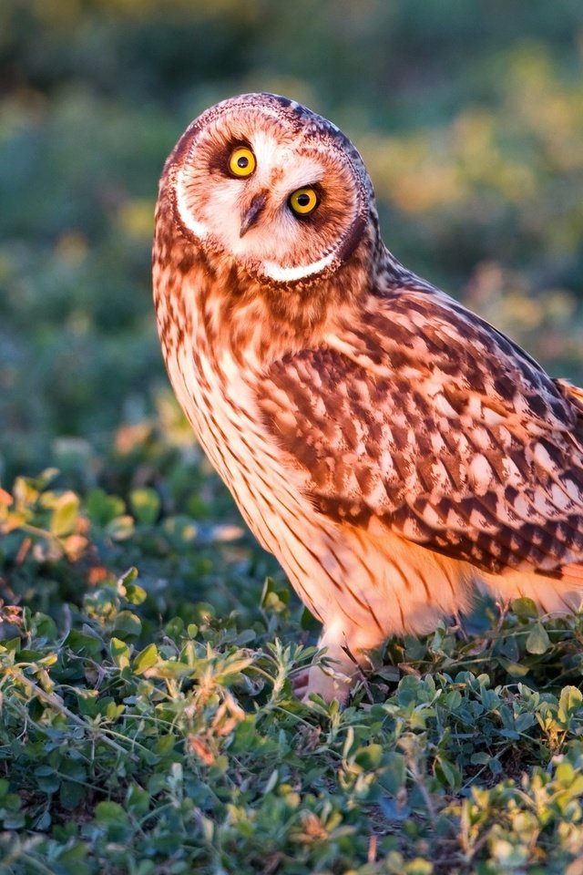 Обои трава, сова, взгляд, хищник, птица, болотная сова, grass, owl, look, predator, bird, short-eared owl разрешение 2048x1365 Загрузить