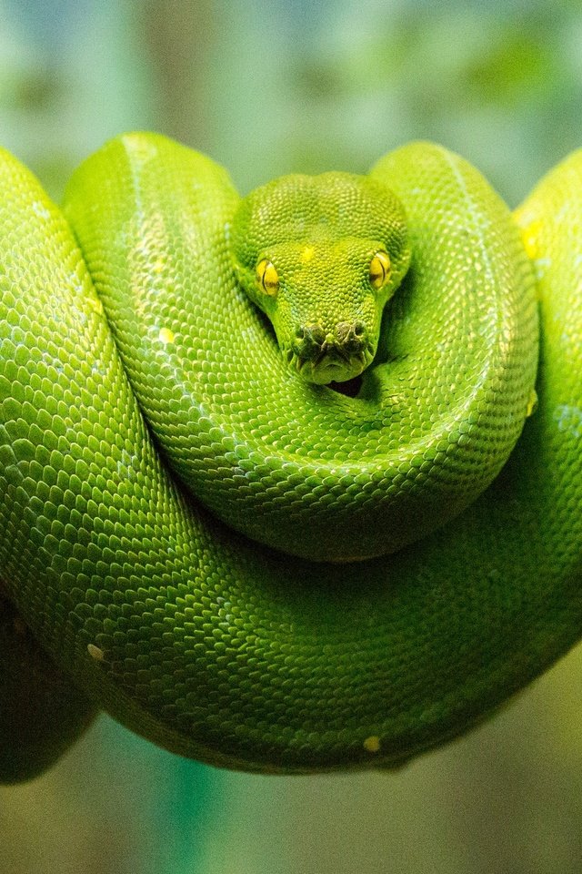 Обои змея, питон, рептилия, зеленый древесный питон, зеленый питон, древесный питон, snake, python, reptile разрешение 2048x1365 Загрузить