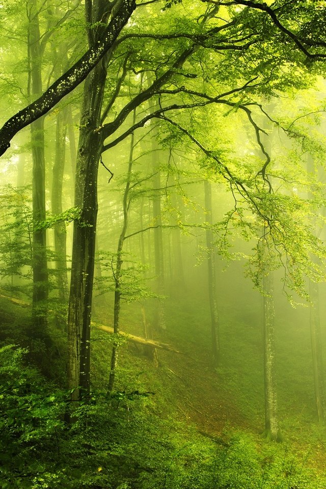 Обои деревья, природа, зелень, лес, пейзаж, туман, мох, trees, nature, greens, forest, landscape, fog, moss разрешение 2048x1356 Загрузить