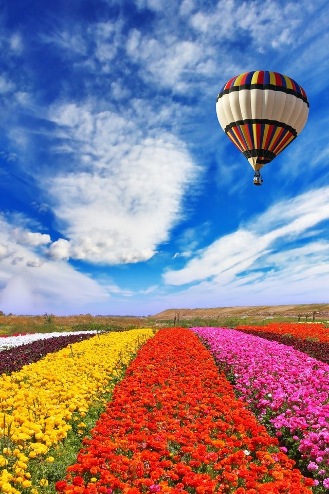 Обои небо, цветы, облака, природа, поле, воздушный шар, the sky, flowers, clouds, nature, field, balloon разрешение 5616x4600 Загрузить
