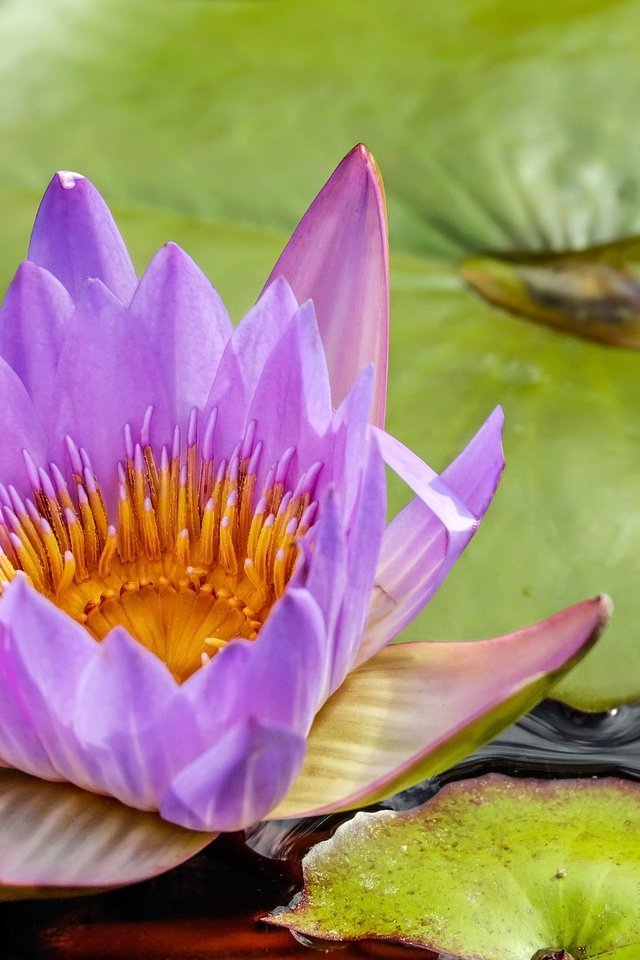 Обои вода, цветок, лилия, кувшинка, нимфея, водяная лилия, water, flower, lily, nymphaeum, water lily разрешение 1920x1280 Загрузить