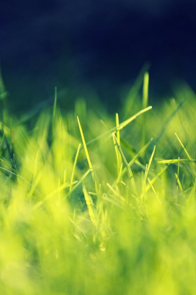 Обои свет, трава, природа, фон, light, grass, nature, background разрешение 2560x1600 Загрузить