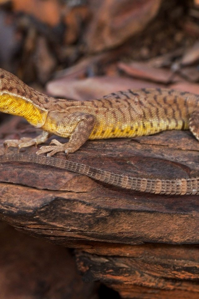 Обои природа, ящерица, камень, рептилия, nature, lizard, stone, reptile разрешение 2048x1365 Загрузить