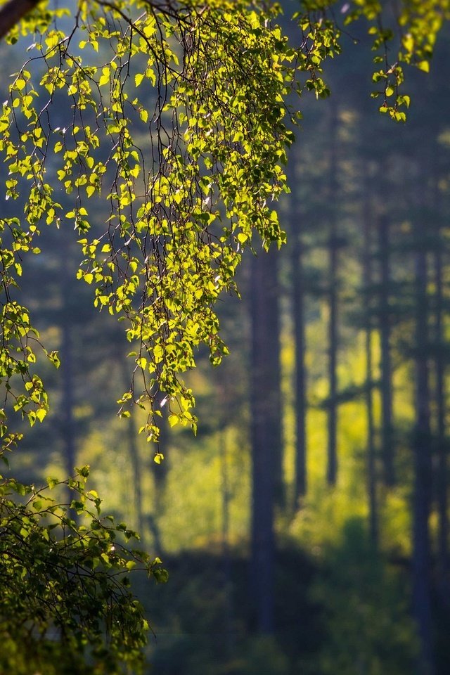 Обои деревья, природа, лес, листья, ветки, береза, боке, trees, nature, forest, leaves, branches, birch, bokeh разрешение 1920x1200 Загрузить