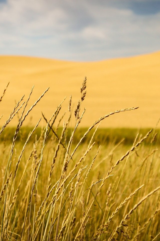 Обои трава, природа, макро, поле, размытость, колоски, grass, nature, macro, field, blur, spikelets разрешение 2048x1177 Загрузить