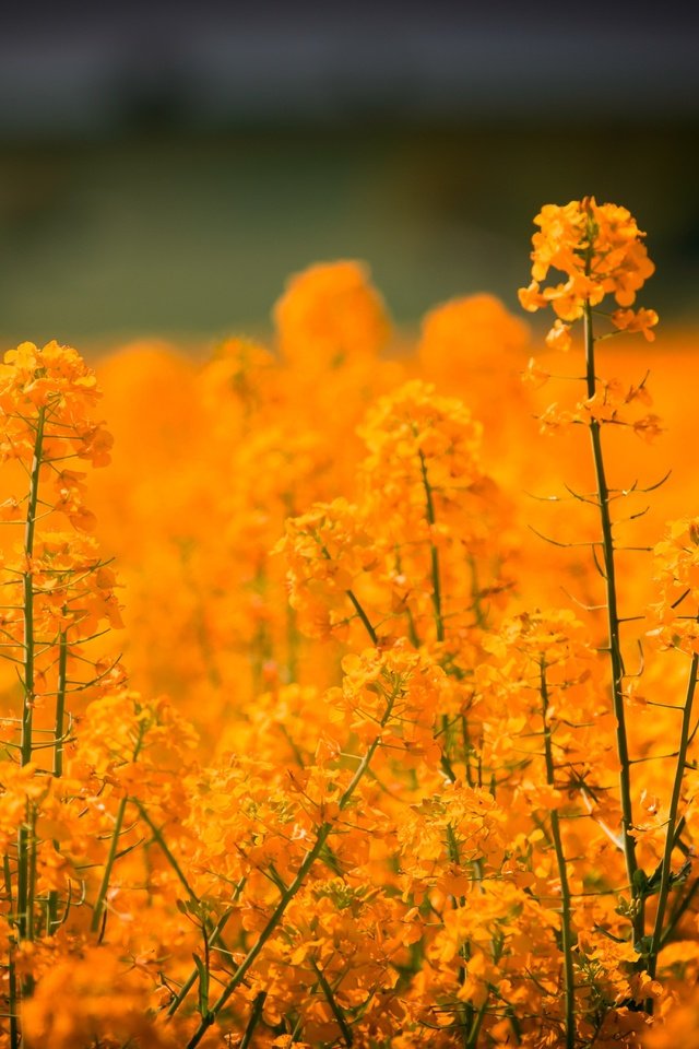 Обои цветы, поле, размытость, рапс, flowers, field, blur, rape разрешение 7360x4140 Загрузить