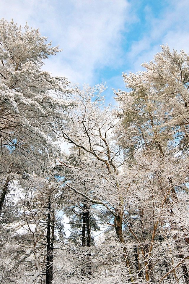 Обои небо, облака, деревья, снег, природа, зима, ветки, иней, the sky, clouds, trees, snow, nature, winter, branches, frost разрешение 1920x1200 Загрузить