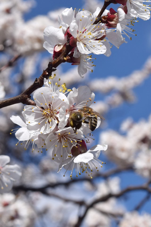 Обои цветы, цветение, насекомые, весна, абрикос, пчела, flowers, flowering, insects, spring, apricot, bee разрешение 6000x4000 Загрузить