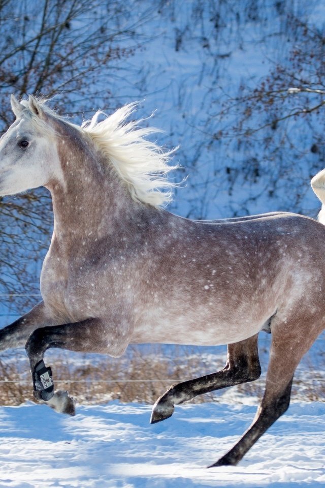 Обои лошадь, снег, зима, конь, грива, бег, копыта, скакун, horse, snow, winter, mane, running, hooves разрешение 4000x1870 Загрузить