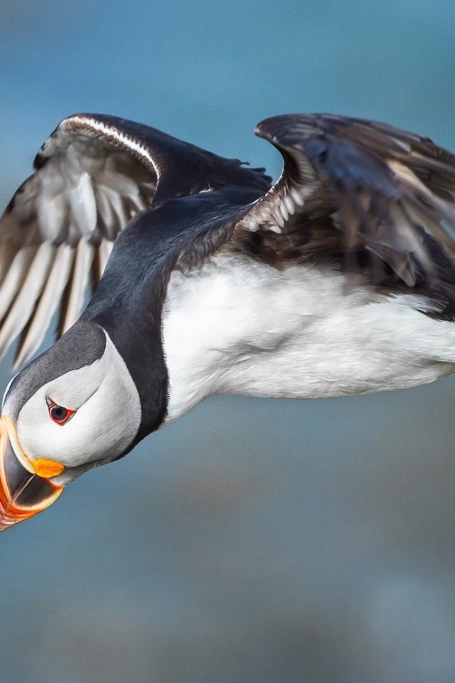 Обои полет, крылья, птица, клюв, тупик, атлантический тупик, puffin, птаха, flight, wings, bird, beak, stalled, atlantic puffin разрешение 1920x1080 Загрузить