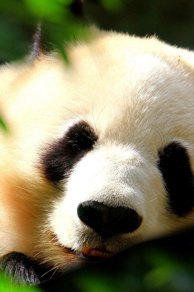 Обои трава, мордочка, листва, панда, сон, спит, бамбуковый медведь, большая панда, grass, muzzle, foliage, panda, sleep, sleeping, bamboo bear, the giant panda разрешение 1920x1080 Загрузить