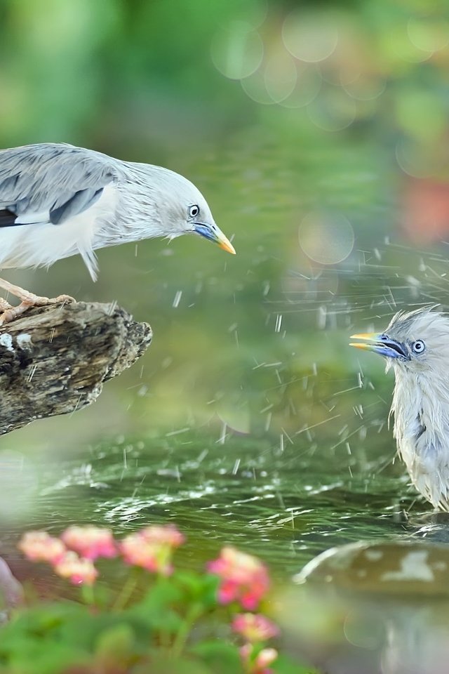 Обои вода, природа, брызги, птицы, коряга, тропики, sue hsu, water, nature, squirt, birds, snag, tropics разрешение 2048x1365 Загрузить