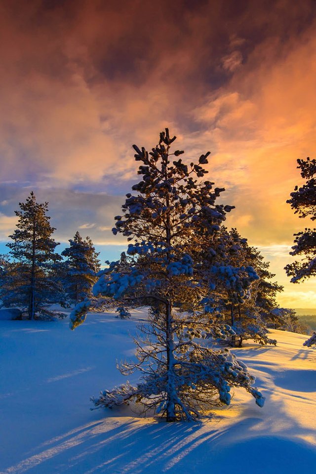 Обои небо, норвегия, облака, деревья, солнце, природа, лес, закат, зима, the sky, norway, clouds, trees, the sun, nature, forest, sunset, winter разрешение 1920x1080 Загрузить