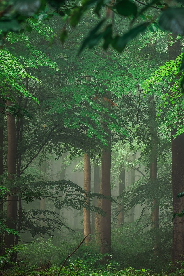 Обои деревья, природа, лес, тайга, германия, айфель, trees, nature, forest, taiga, germany разрешение 2880x1800 Загрузить