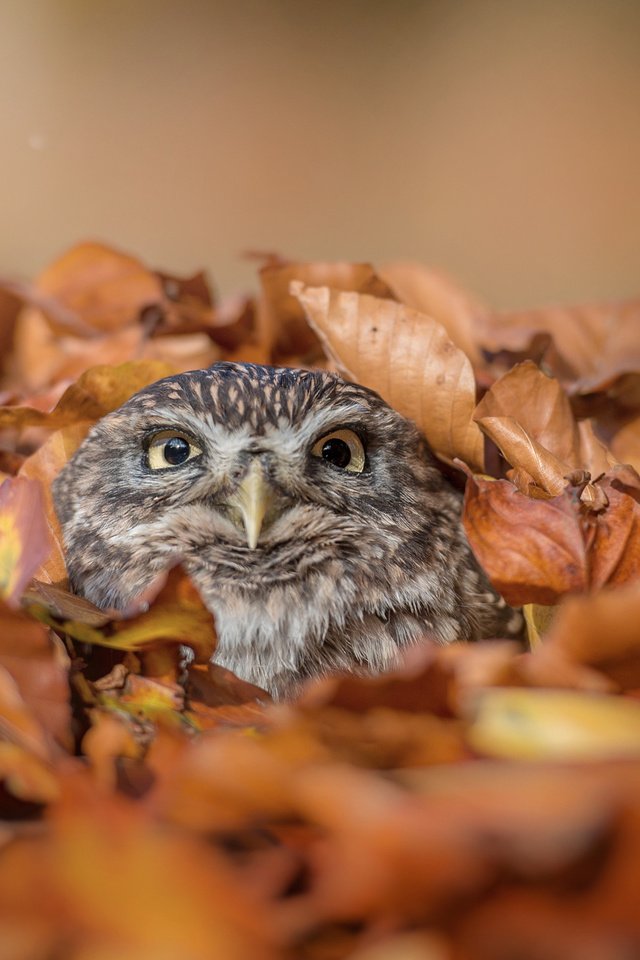 Обои сова, листья, осень, птица, клюв, перья, tanja brandt, owl, leaves, autumn, bird, beak, feathers разрешение 2048x1363 Загрузить