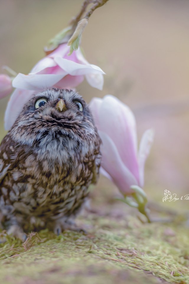 Обои сова, природа, цветок, размытость, птица, совенок, tanja brandt, owl, nature, flower, blur, bird, owlet разрешение 2048x1363 Загрузить