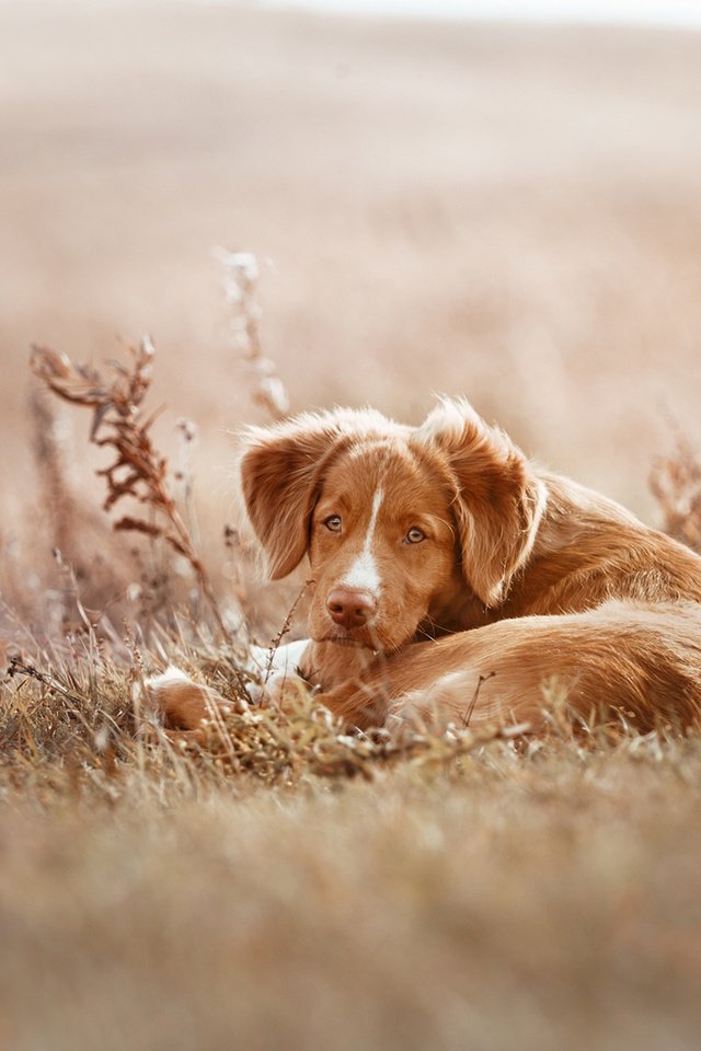 Обои собака, щенок, ретривер, новошотландский ретривер, сухая трава, averyanova anna, dog, puppy, retriever, nova scotia duck tolling retriever, dry grass, anna averyanova разрешение 1920x1200 Загрузить