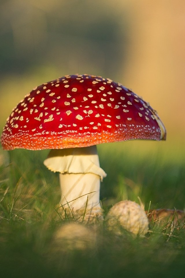 Обои природа, макро, грибы, боке, мухоморы, nature, macro, mushrooms, bokeh, amanita разрешение 1920x1156 Загрузить