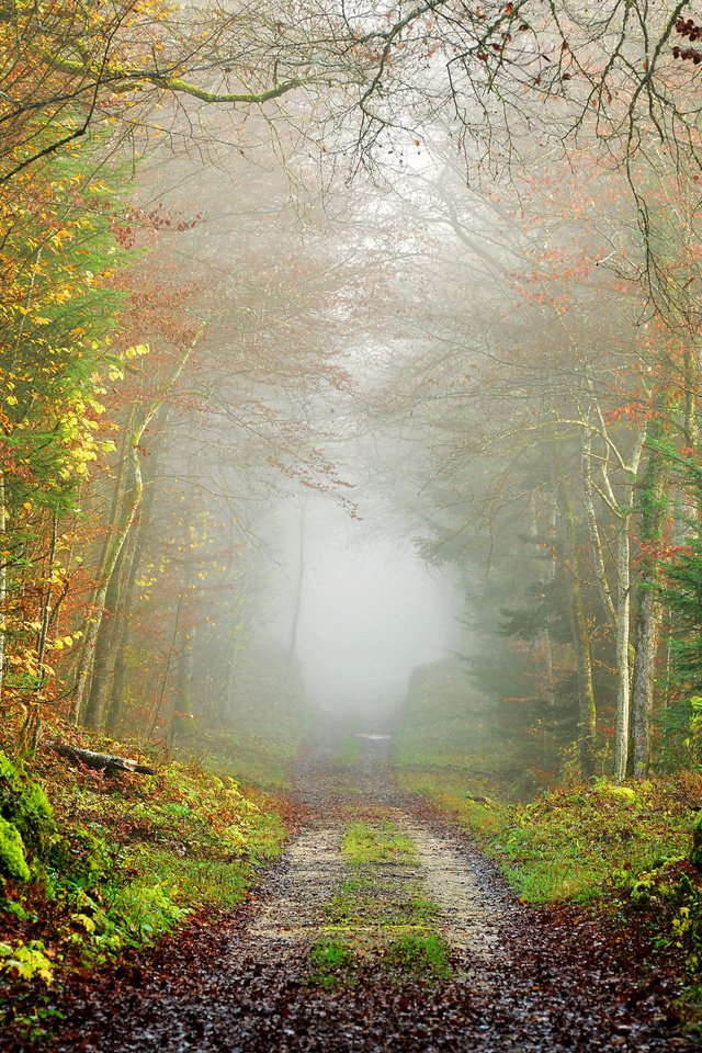 Обои дорога, природа, дерево, лес, пейзаж, туман, осень, road, nature, tree, forest, landscape, fog, autumn разрешение 7360x4912 Загрузить