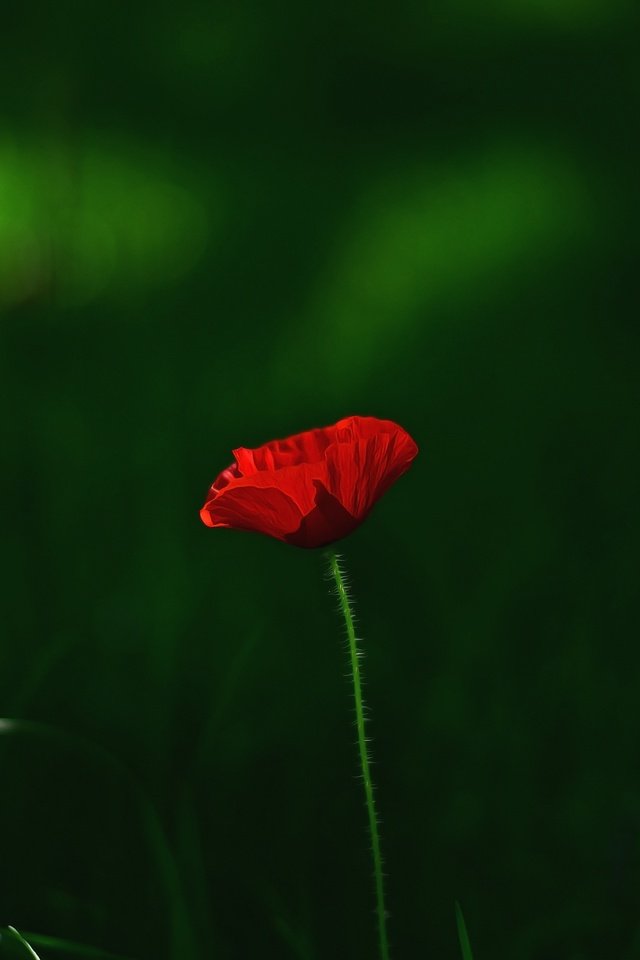 Обои трава, макро, цветок, красный, мак, grass, macro, flower, red, mac разрешение 3696x2448 Загрузить