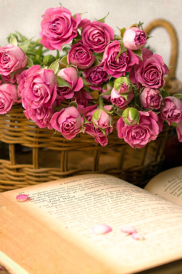 Обои цветы, розы, корзина, книга, flowers, roses, basket, book разрешение 1920x1200 Загрузить