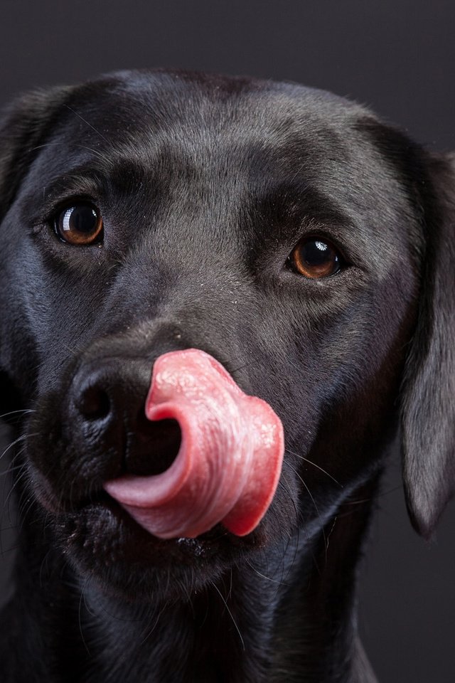 Скачать обои собака, лабрадор, dog, labrador разрешение 640x960 #159340