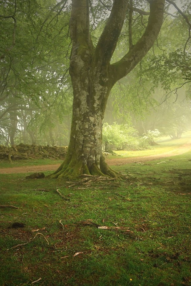 Обои деревья, природа, лес, пейзаж, парк, туман, тропа, trees, nature, forest, landscape, park, fog, trail разрешение 2880x1800 Загрузить