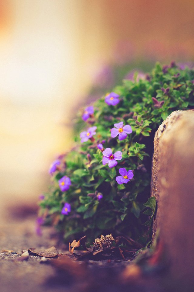 Обои цветы, природа, макро, улица, боке, фиалки, flowers, nature, macro, street, bokeh, violet разрешение 1920x1200 Загрузить