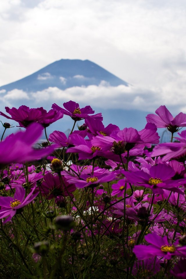 Обои цветы, облака, природа, гора, лепестки, космея, flowers, clouds, nature, mountain, petals, kosmeya разрешение 2880x1920 Загрузить