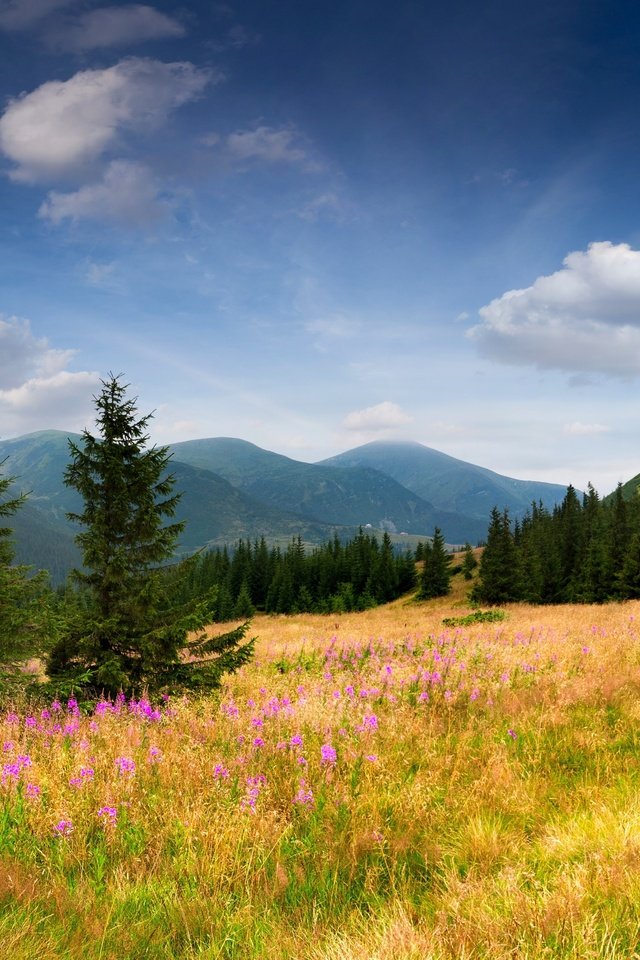 Обои небо, ель, цветы, трава, деревья, горы, природа, елка, склон, the sky, spruce, flowers, grass, trees, mountains, nature, tree, slope разрешение 5348x3689 Загрузить