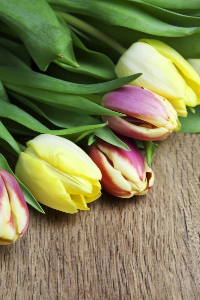 Обои цветы, бутоны, тюльпаны, flowers, buds, tulips разрешение 2880x1800 Загрузить