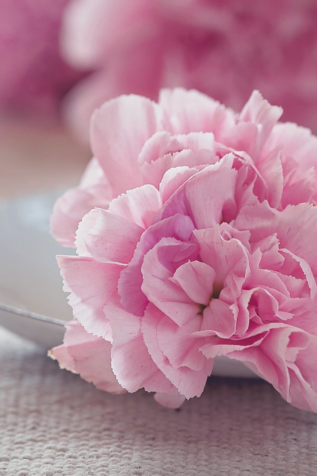 Обои цветок, лепестки, розовый, тюльпан, махровый, flower, petals, pink, tulip, terry разрешение 3840x2400 Загрузить