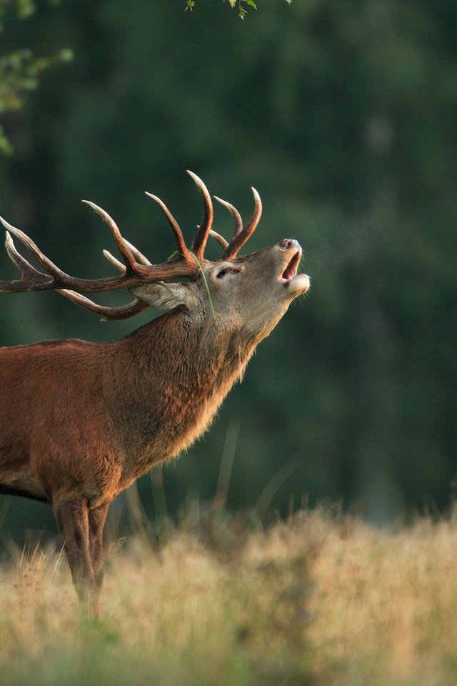 Обои природа, олень, фон, рога, благородный олень, марал, nature, deer, background, horns, red deer, maral разрешение 1920x1200 Загрузить