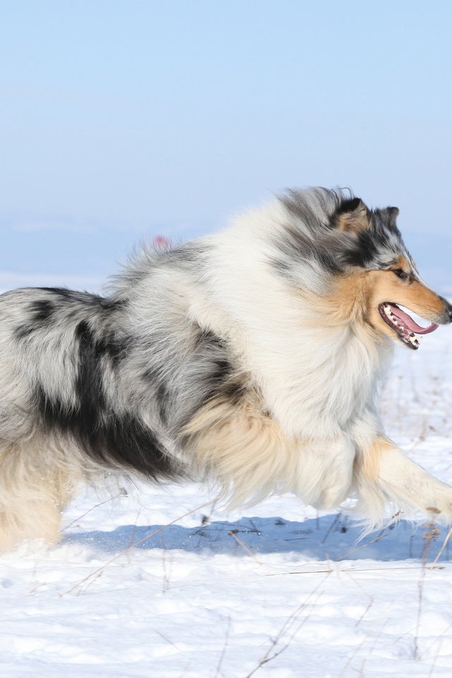 Обои снег, поле, собака, колли, шотландская овчарка, snow, field, dog, collie, scottish shepherd разрешение 3840x2400 Загрузить