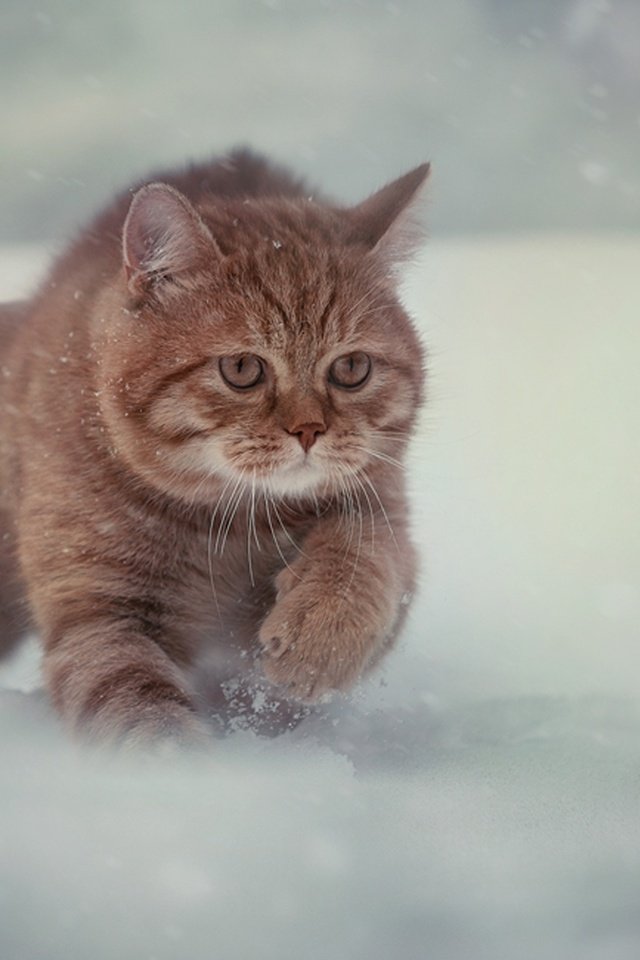 Обои снег, зима, кот, мордочка, усы, кошка, взгляд, бег, snow, winter, cat, muzzle, mustache, look, running разрешение 2048x1331 Загрузить