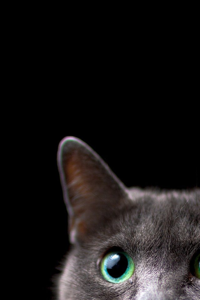 Обои фон, кот, мордочка, кошка, взгляд, черный фон, ушки, background, cat, muzzle, look, black background, ears разрешение 1920x1080 Загрузить