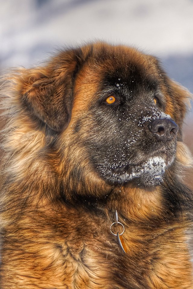 Обои морда, взгляд, собака, леонбергер, face, look, dog, leonberger разрешение 3840x2400 Загрузить