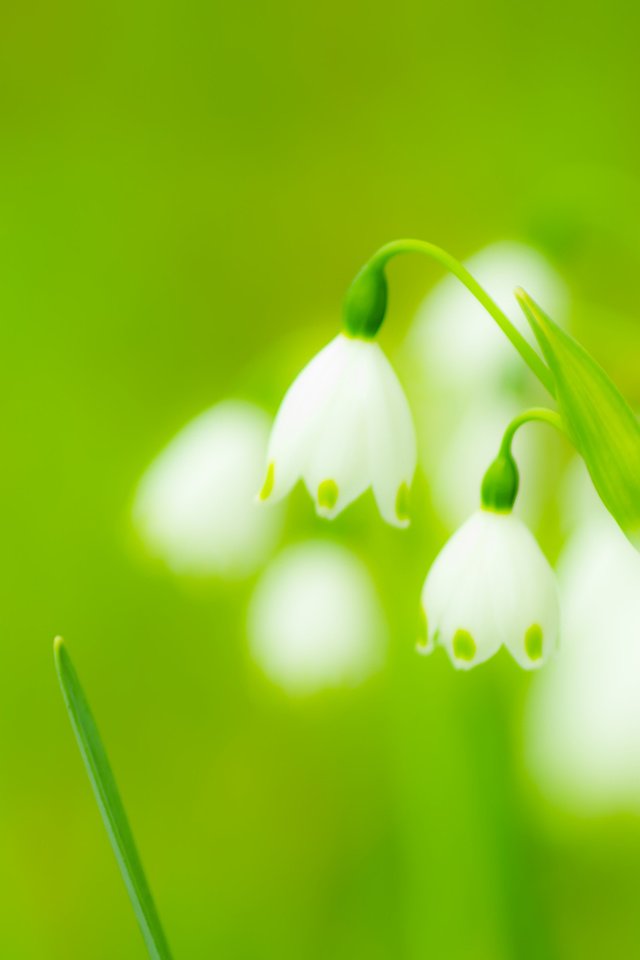 Обои цветы, весна, подснежники, flowers, spring, snowdrops разрешение 3840x2400 Загрузить