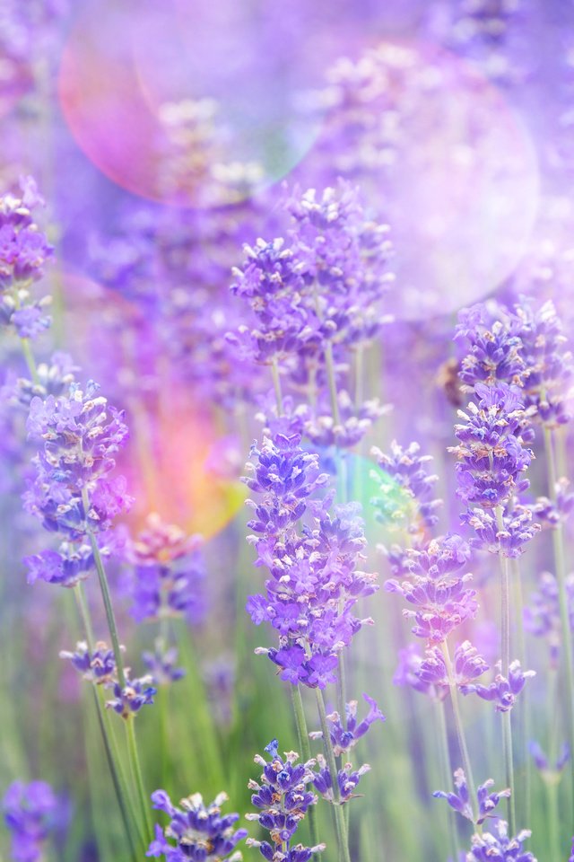 Обои цветы, лаванда, блики, стебли, растение, flowers, lavender, glare, stems, plant разрешение 4195x2800 Загрузить