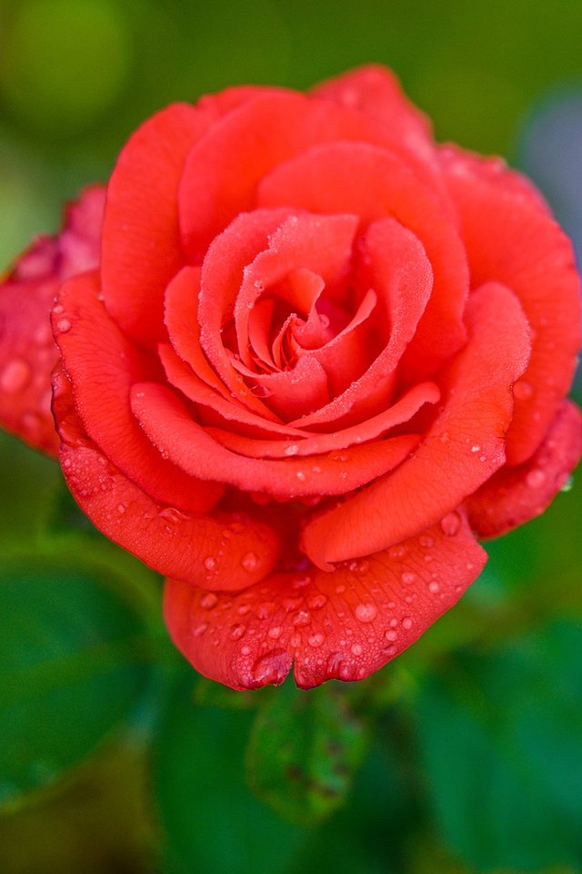 Обои цветок, капли, роза, лепестки, flower, drops, rose, petals разрешение 1920x1200 Загрузить