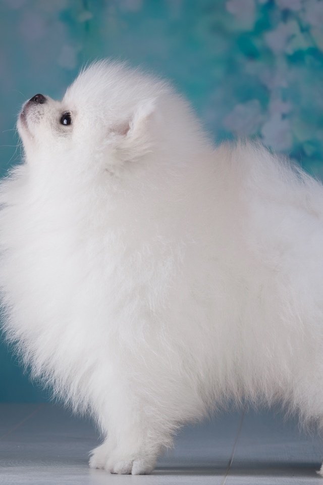 Обои фон, пушистый, белый, собака, щенок, профиль, шпиц, background, fluffy, white, dog, puppy, profile, spitz разрешение 3600x2317 Загрузить