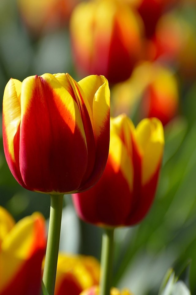 Обои цветы, бутоны, тюльпаны, flowers, buds, tulips разрешение 2048x1356 Загрузить