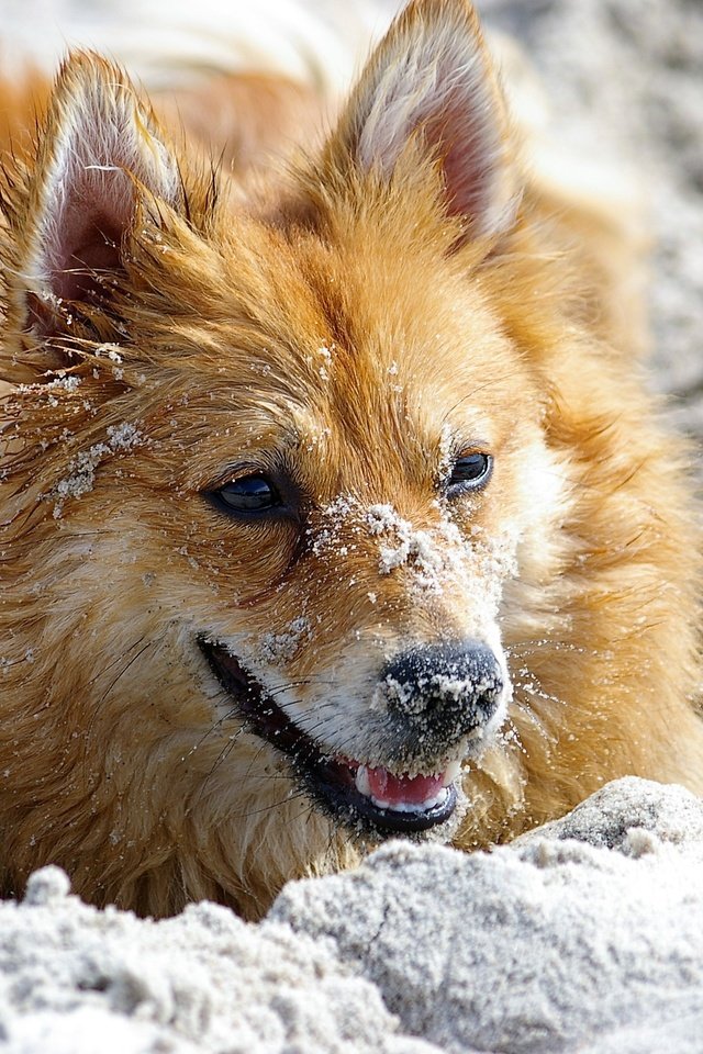 Обои цветы, песок, мордочка, взгляд, рыжая, cобака, flowers, sand, muzzle, look, red, dog разрешение 3008x2000 Загрузить