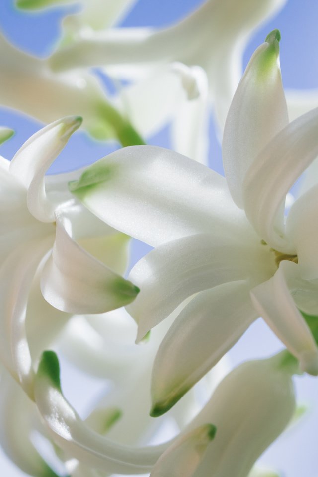 Обои цветы, белые, гиацинт, крупным планом, flowers, white, hyacinth, closeup разрешение 2048x1365 Загрузить